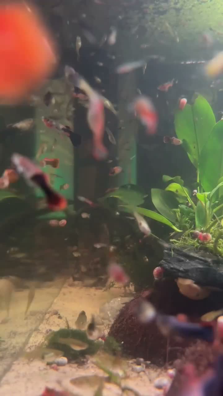 Other/Mixed Breed fish for sale: Mixed Guppy fry - Video 1