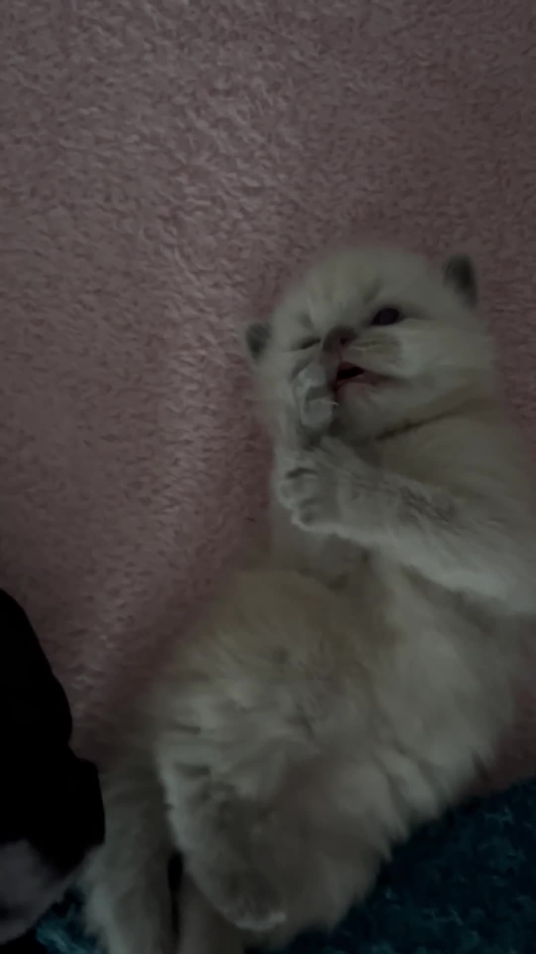 Mixed Breed cats for sale: Gorgeous Ragdoll x British Shorthair Kittens in Solihull - Video 4