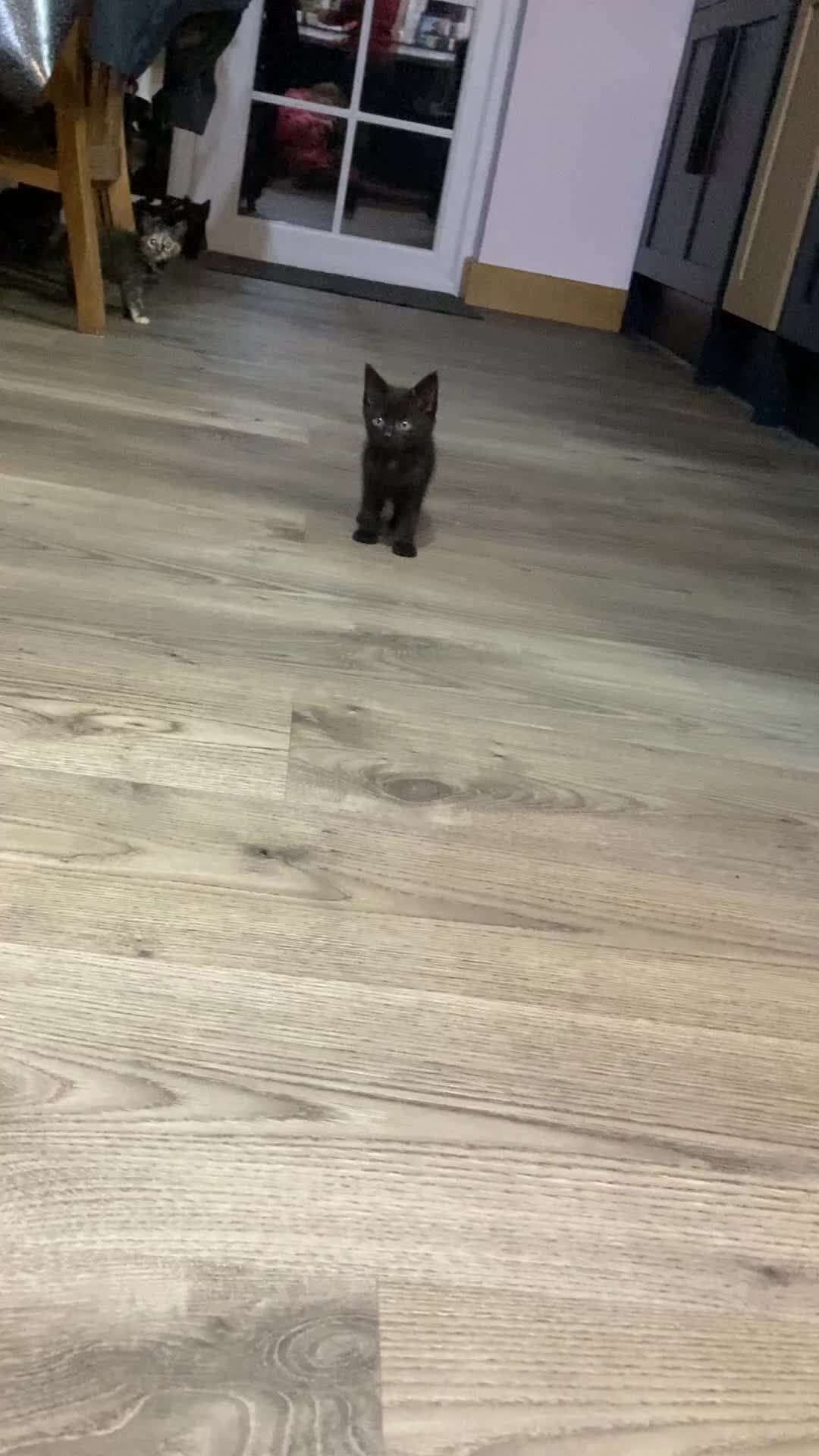 Mixed Breed cats for sale: Semi Longhaired Kittens - Video 2
