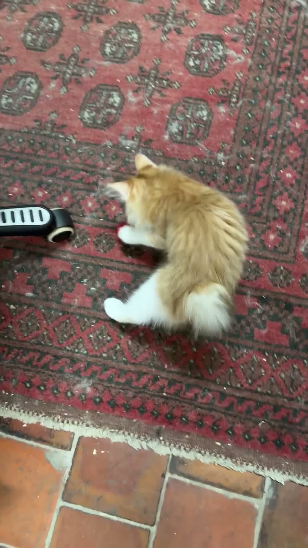 Kurilian Bobtail cats for sale: Stunning FIFe Registered Kurilian Bobtail kittens - Video 1