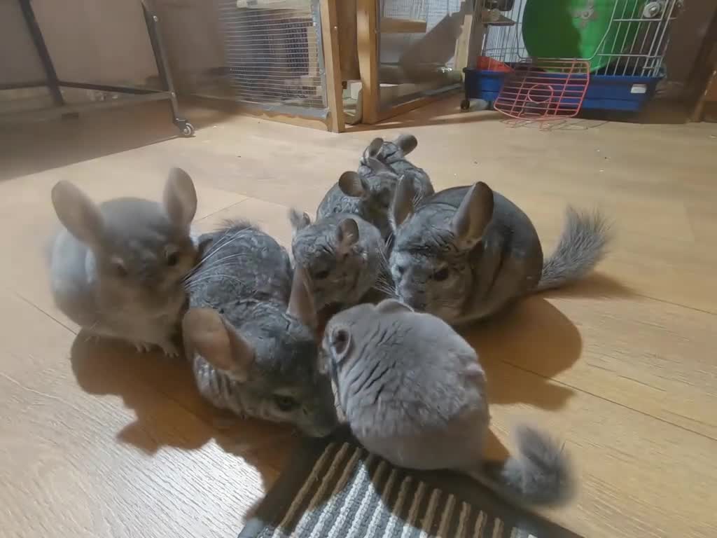Chinchilla rodents for sale: Chinchilla kits in Mansfield - Video 1
