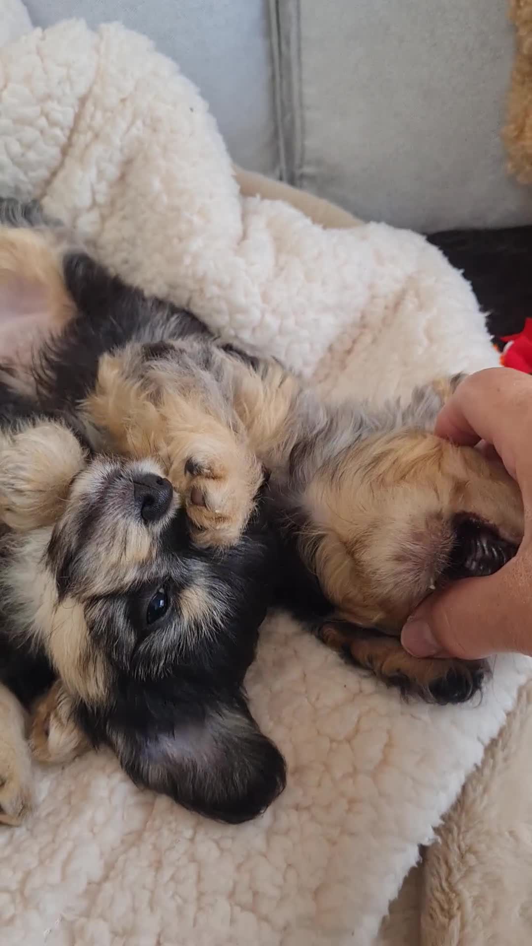 Chipoo dogs for sale: 4  Stunning chipoo puppies  - Video 1