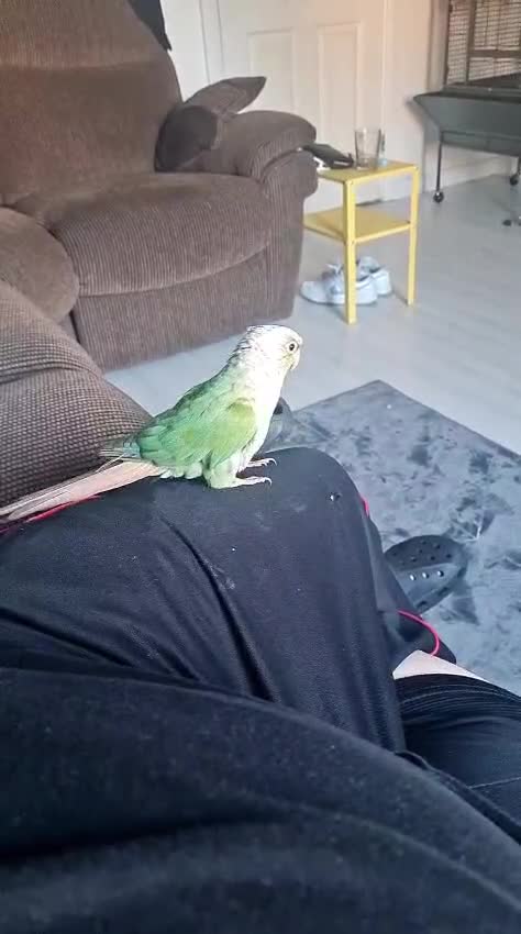 Conures birds for sale: Conure  full tame  6 months  old tame as he'll  in Halifax - Video 1
