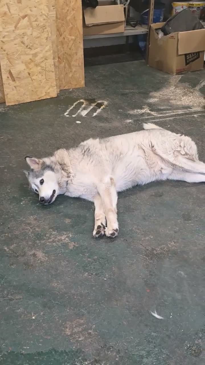 Siberian Husky dogs for sale: Siberian Husky for rehome  - Video 1