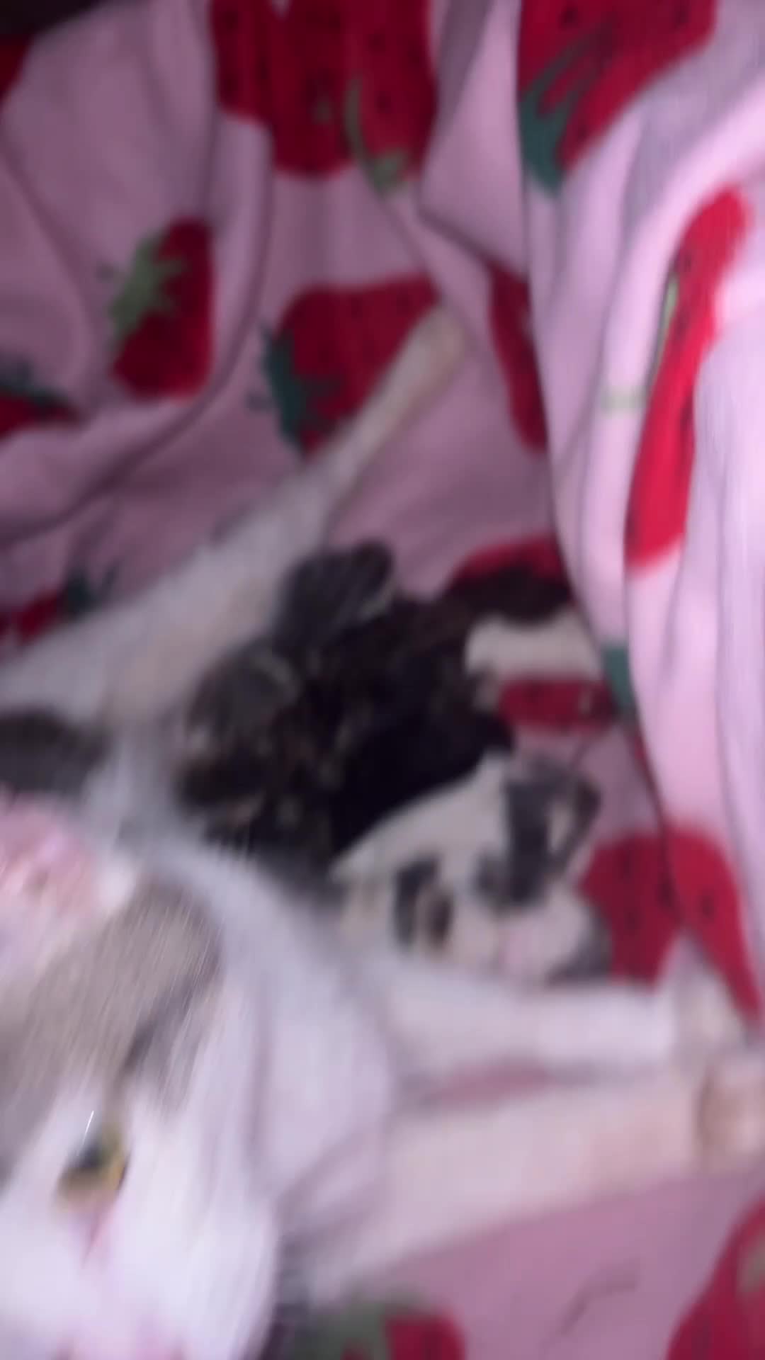 Cane Corso dogs for sale: Cane corso bitch 2 yrs old  - Video 1