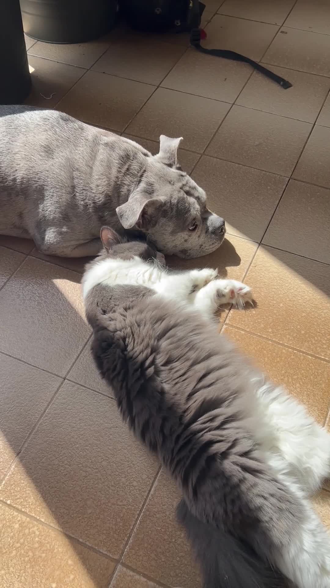 Ragdoll cats for sale: 2 Female/1 Male for Sad Sale - Video 3