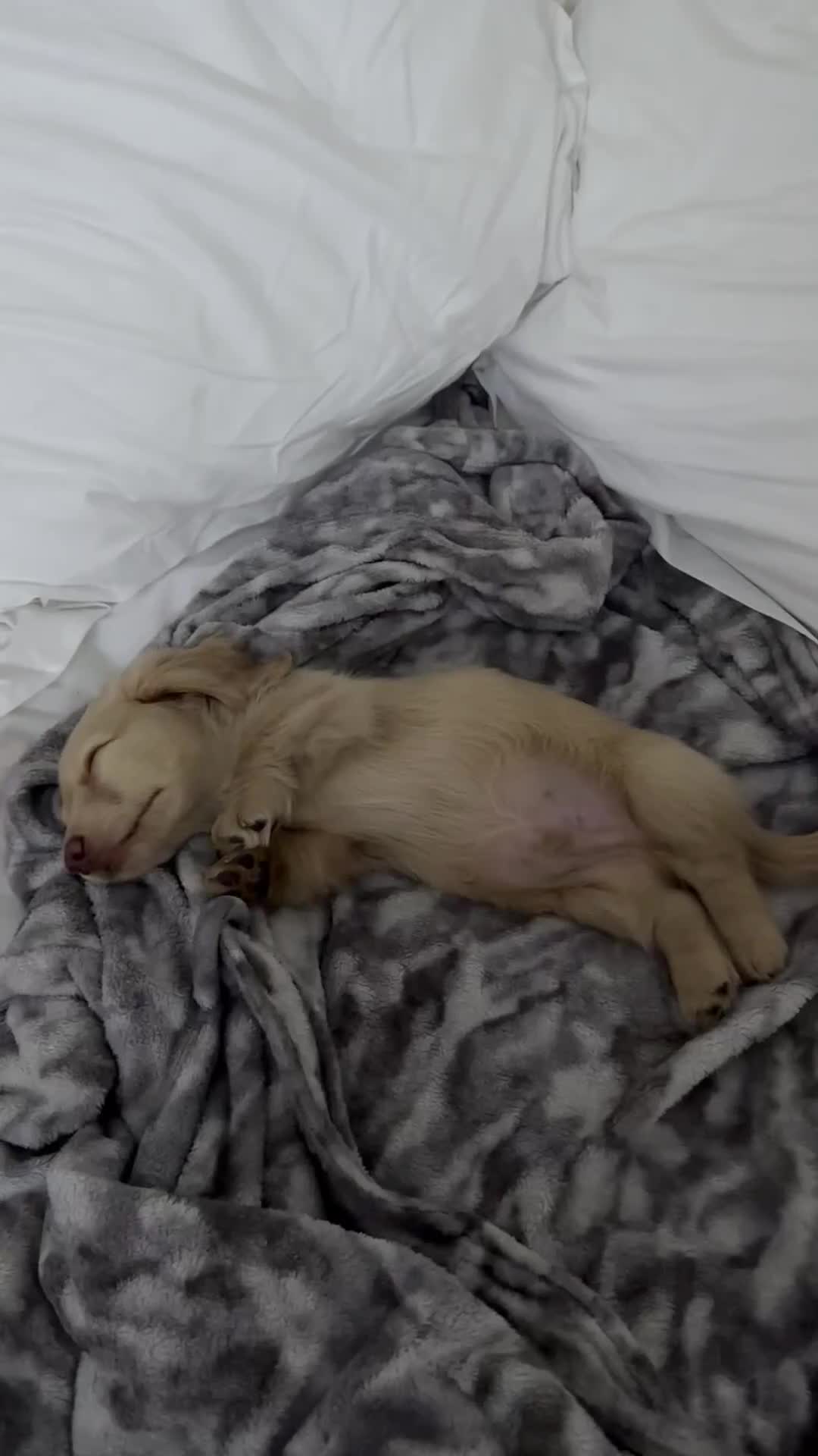 Miniature Dachshund dogs for sale: 9 Month Old Cream long haired Boy (Rehoming) - Video 4