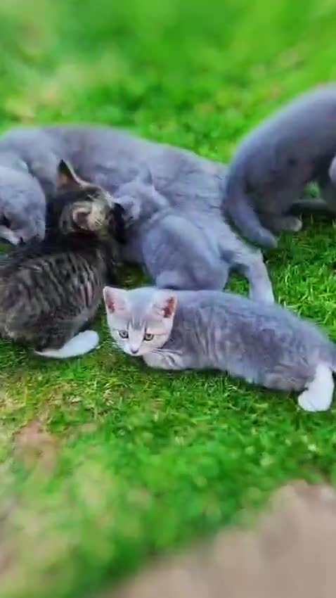 British Shorthair cats for sale: british shorthair - Video 2