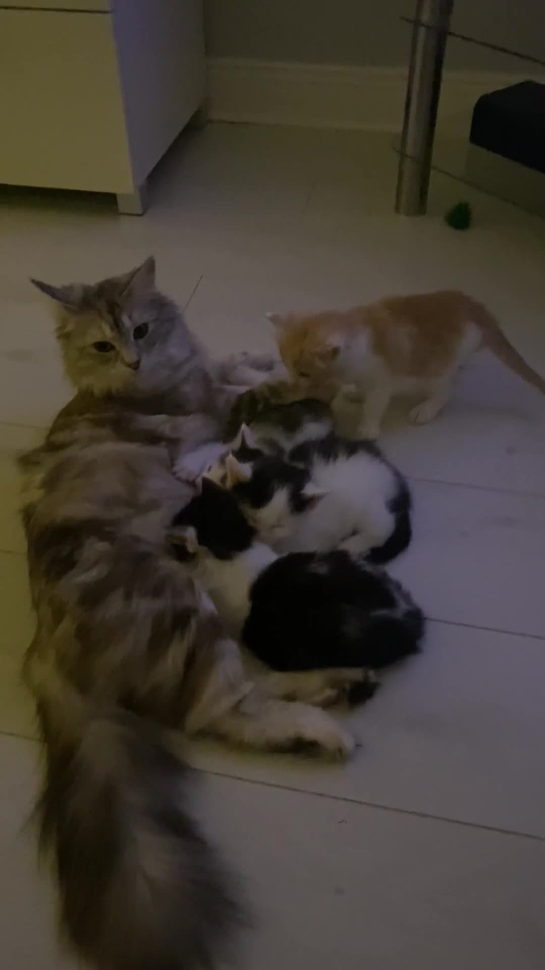 Ragdoll cats for sale: Adorable Ragdoll Cross Kittens - Video 3