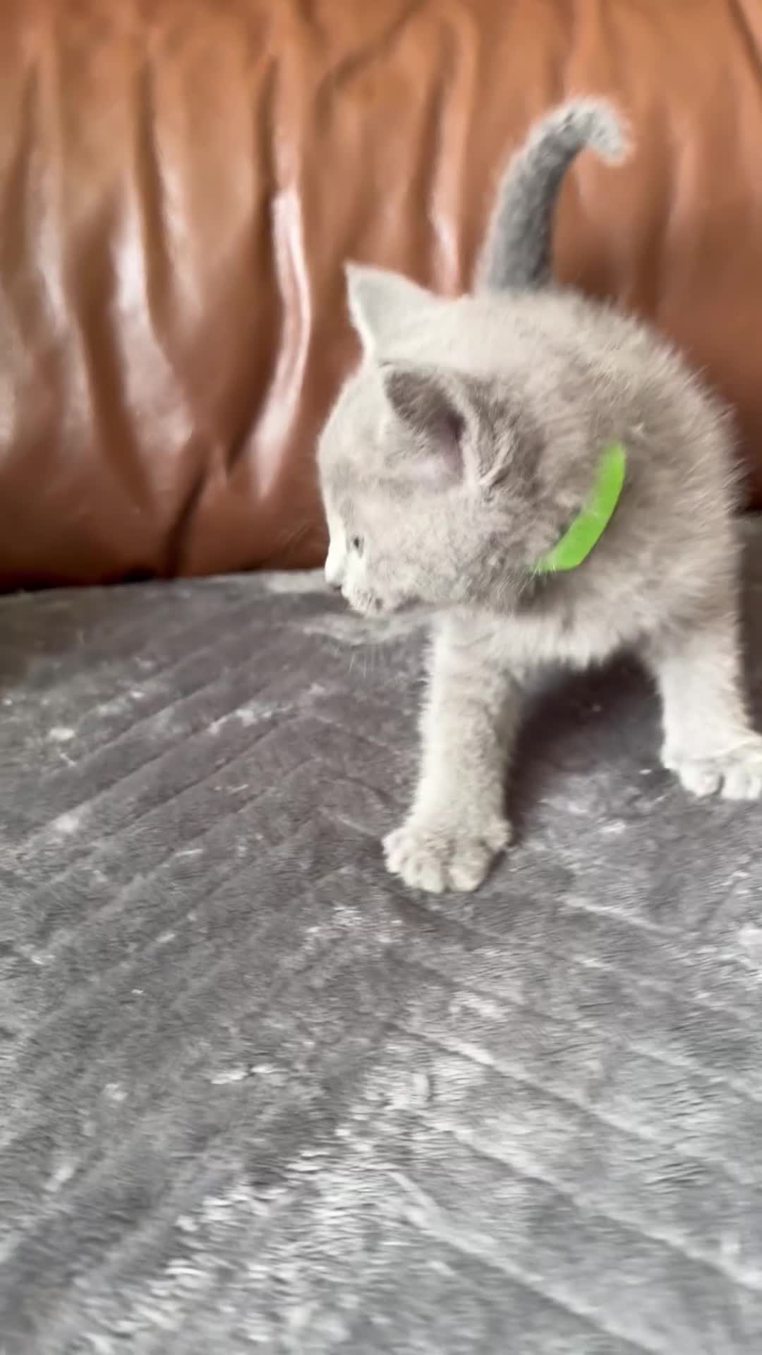 Russian Blue cats for sale: 2 kittens left Tica reg kitten champ bloodline - Video 1