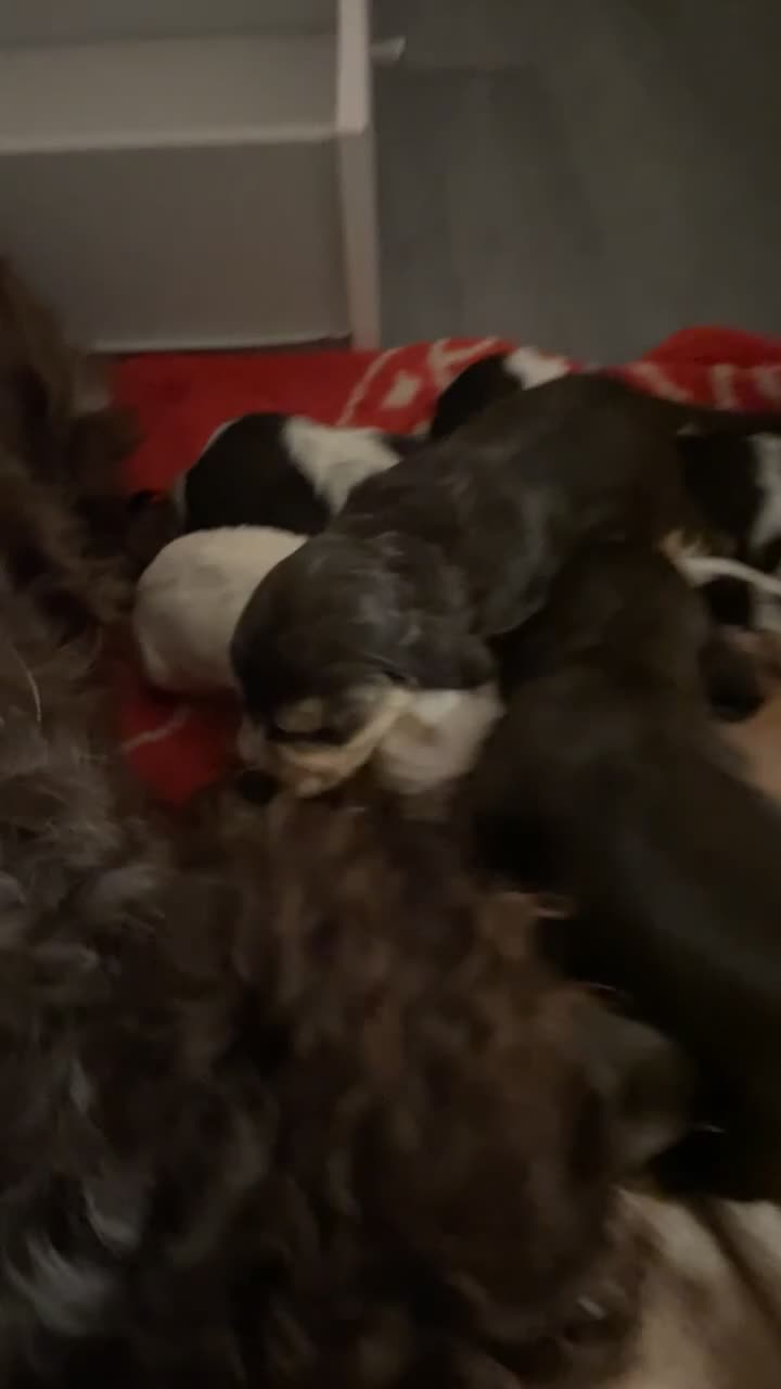 Cocker Spaniel dogs for sale: Show spaniel for sale - Video 1
