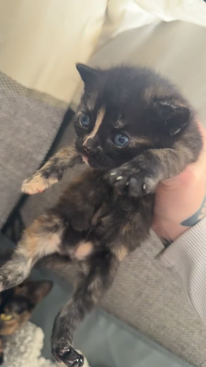 Mixed Breed cats for sale: 2 kittens for sale - Video 1