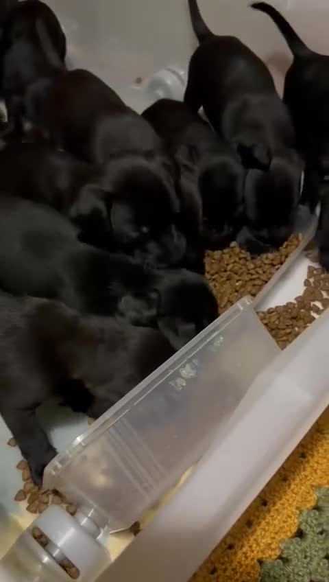 Patterdale Terrier dogs for sale: Patterdale puppies, good strong pups, home bred. - Video 2