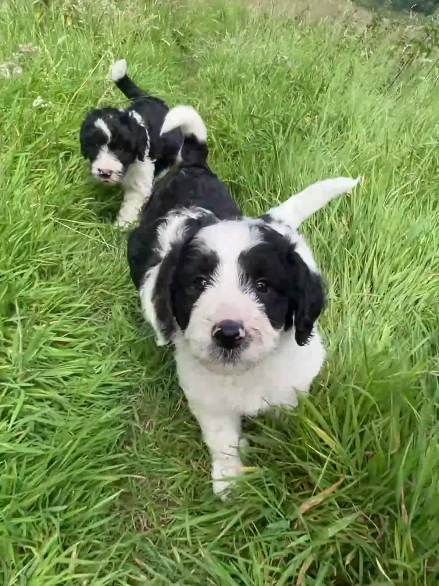Bordoodle dogs for sale: Beautiful Bordoodle pups  - Video 1