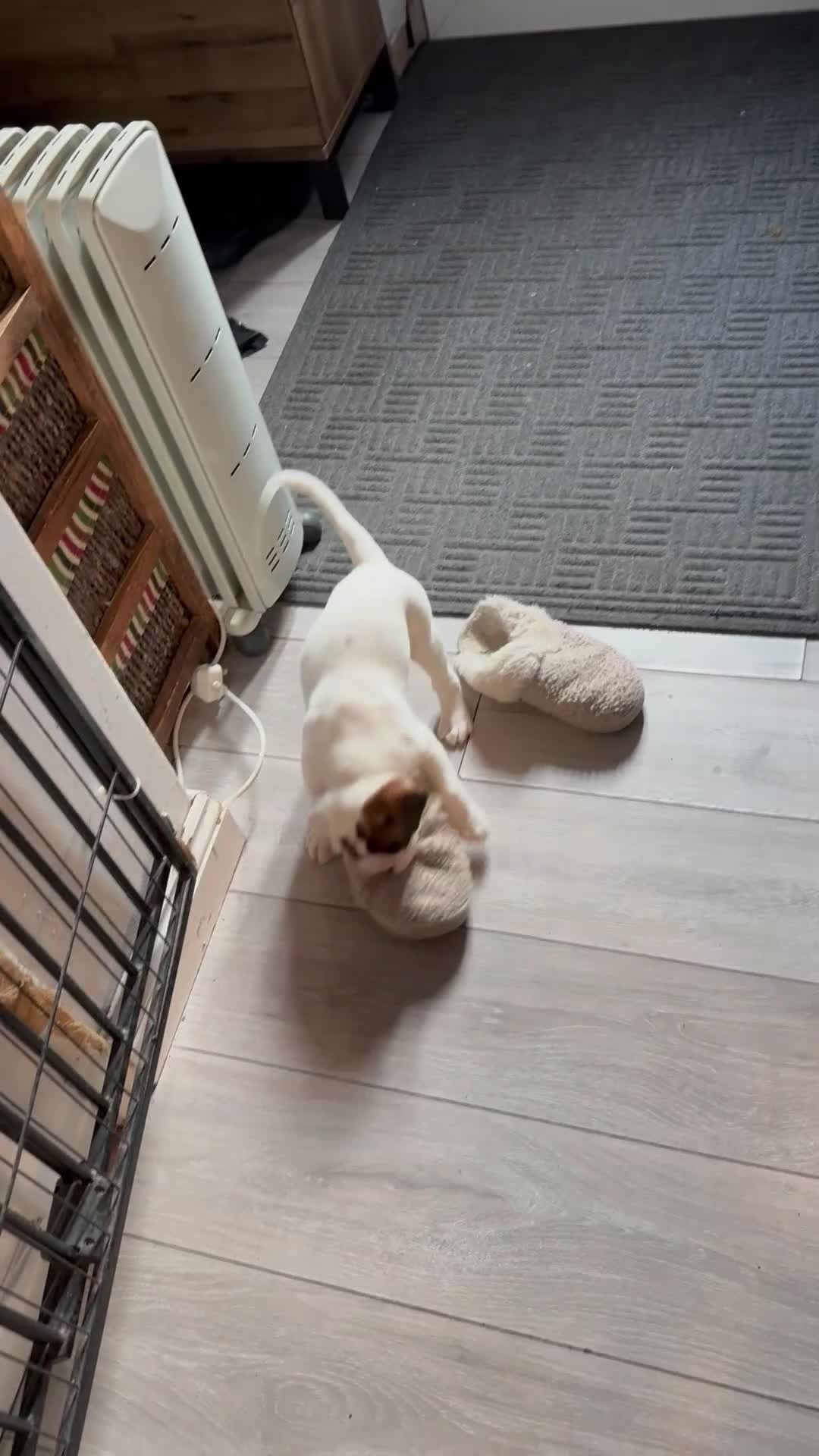 Boxer dogs for sale: Stunning White boy. - Video 3