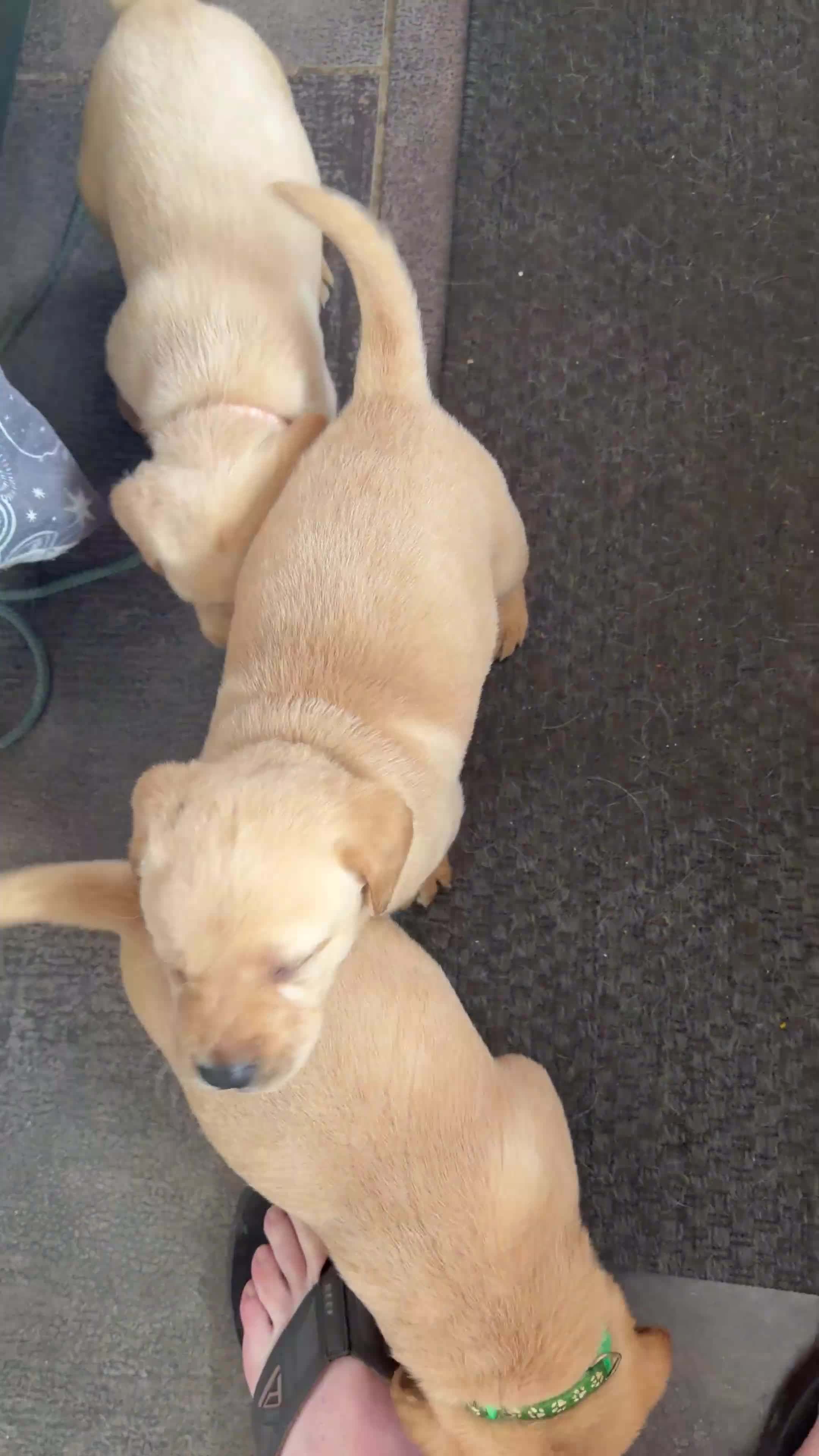 Labrador Retriever dogs for sale: Working Yellow Labrador Retriever Pups - Video 3