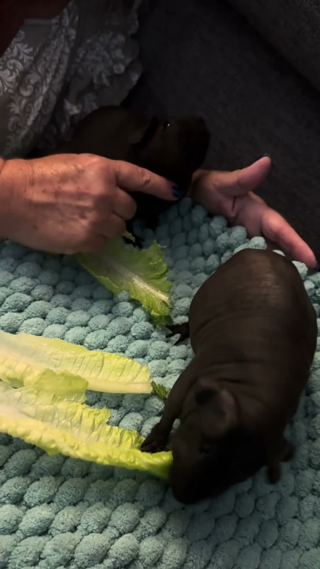 Guinea Pig rodents for sale: Skinny pigs  in Worksop - Video 1
