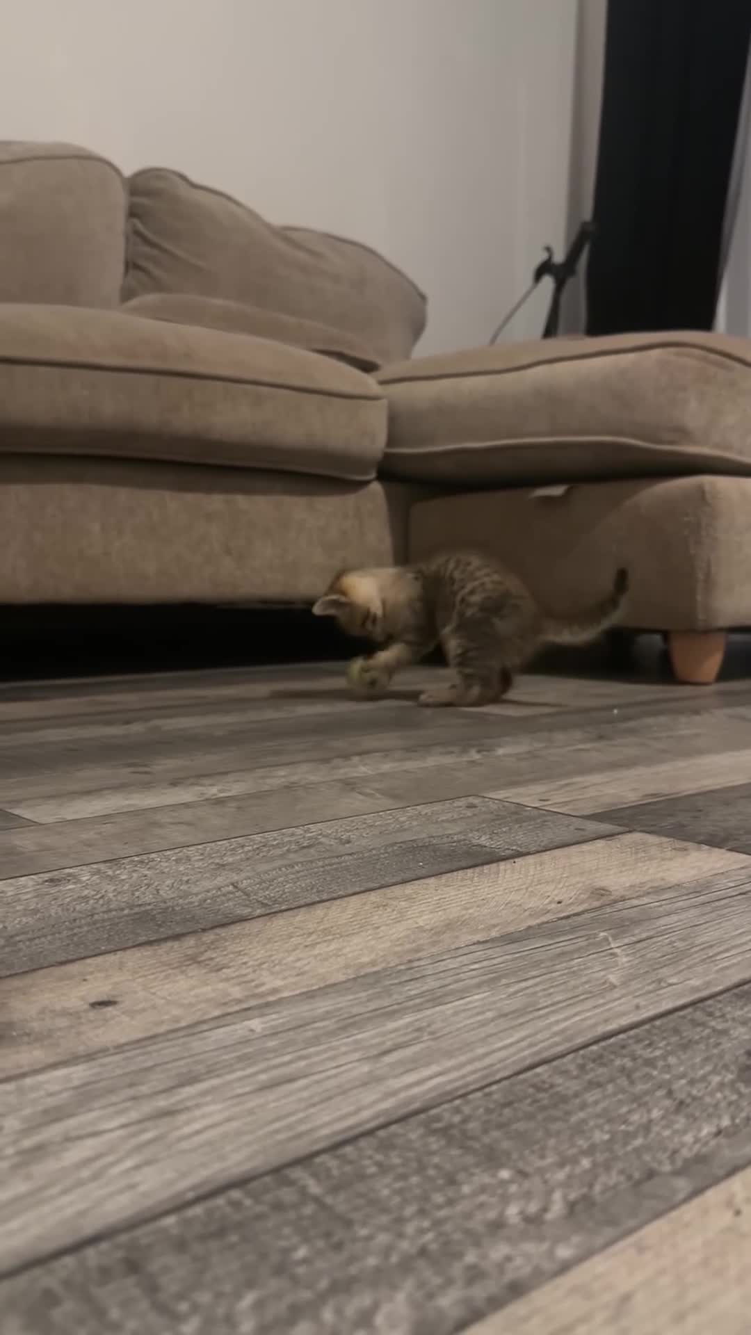 Mixed Breed cats for sale: Tabby cross ragdoll kittens - Video 1
