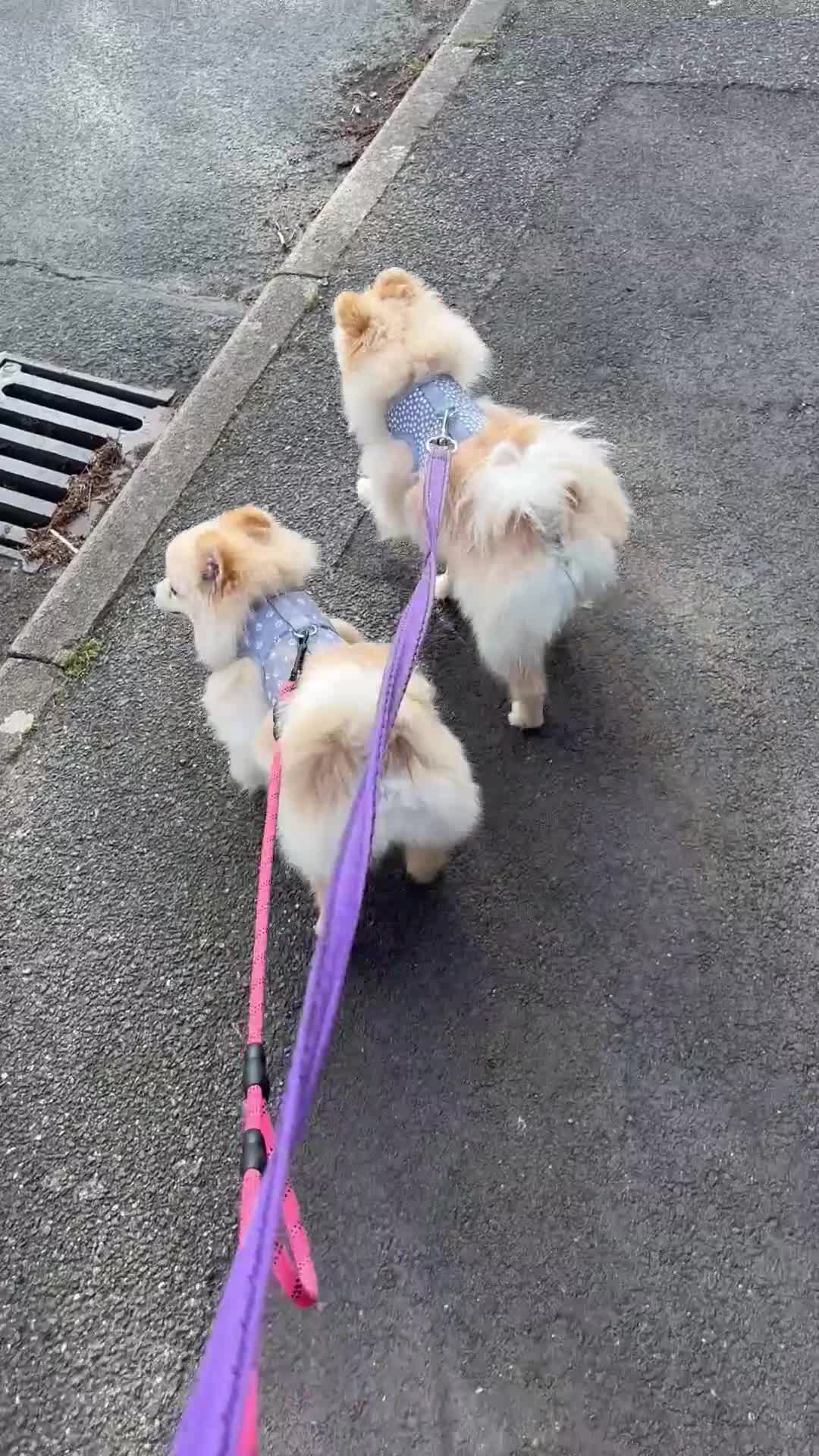Pomeranian dogs for sale: 2 males  cream and orange. Pomeranians  - Video 1