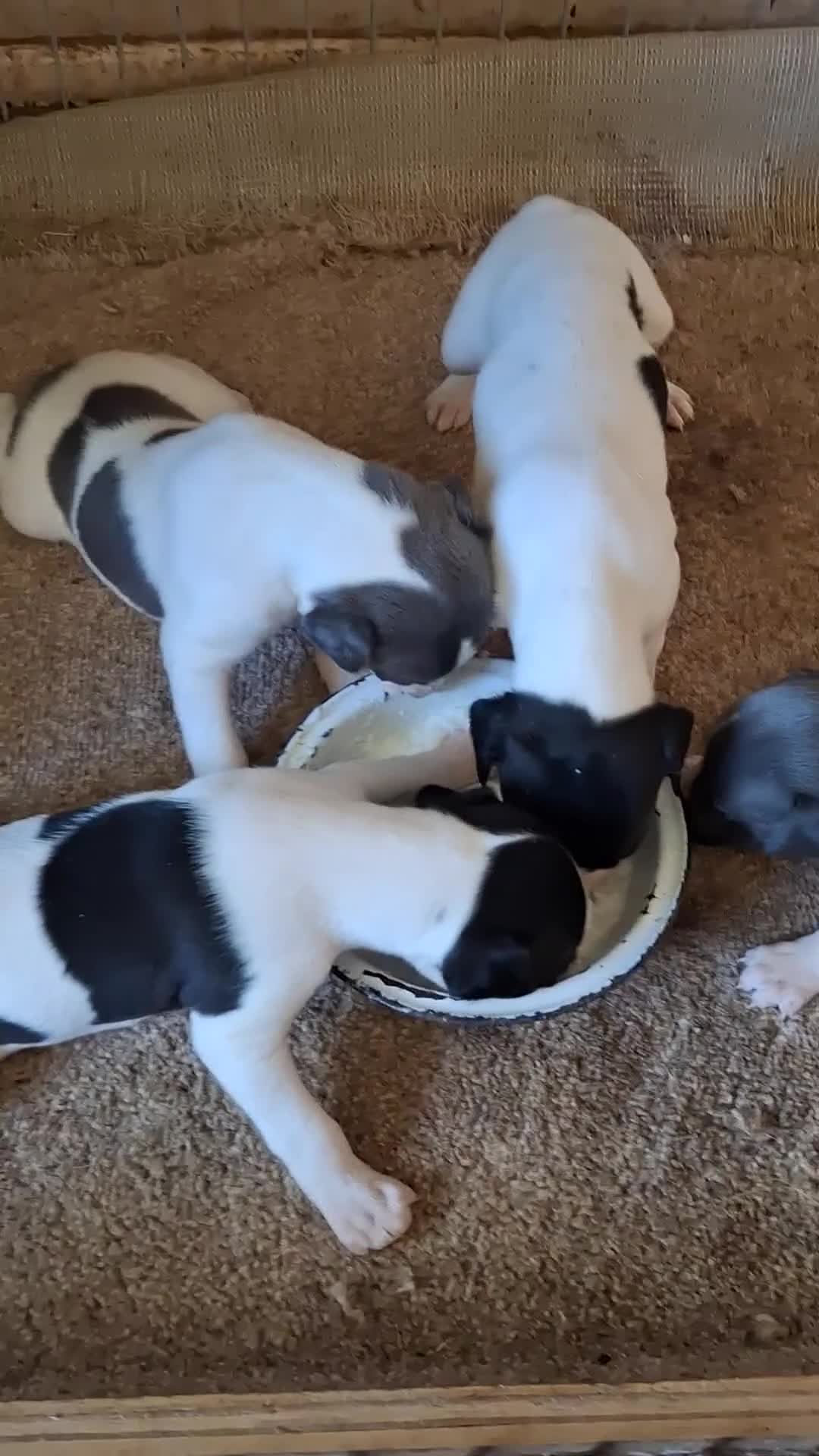Whippet dogs for sale: KC REGISTERED WHIPPETS  - Video 1