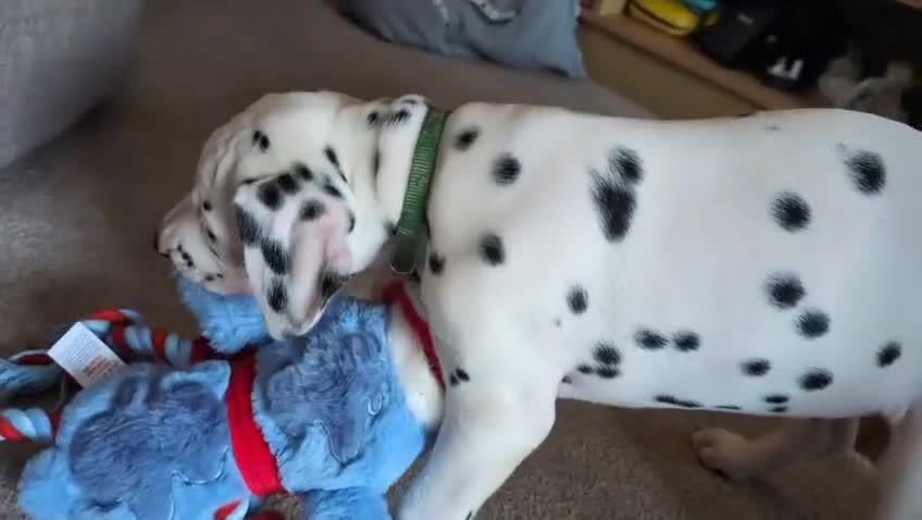 Dalmatian dogs for sale: Dalmatian puppies KC registered last 1 remaining - Video 1