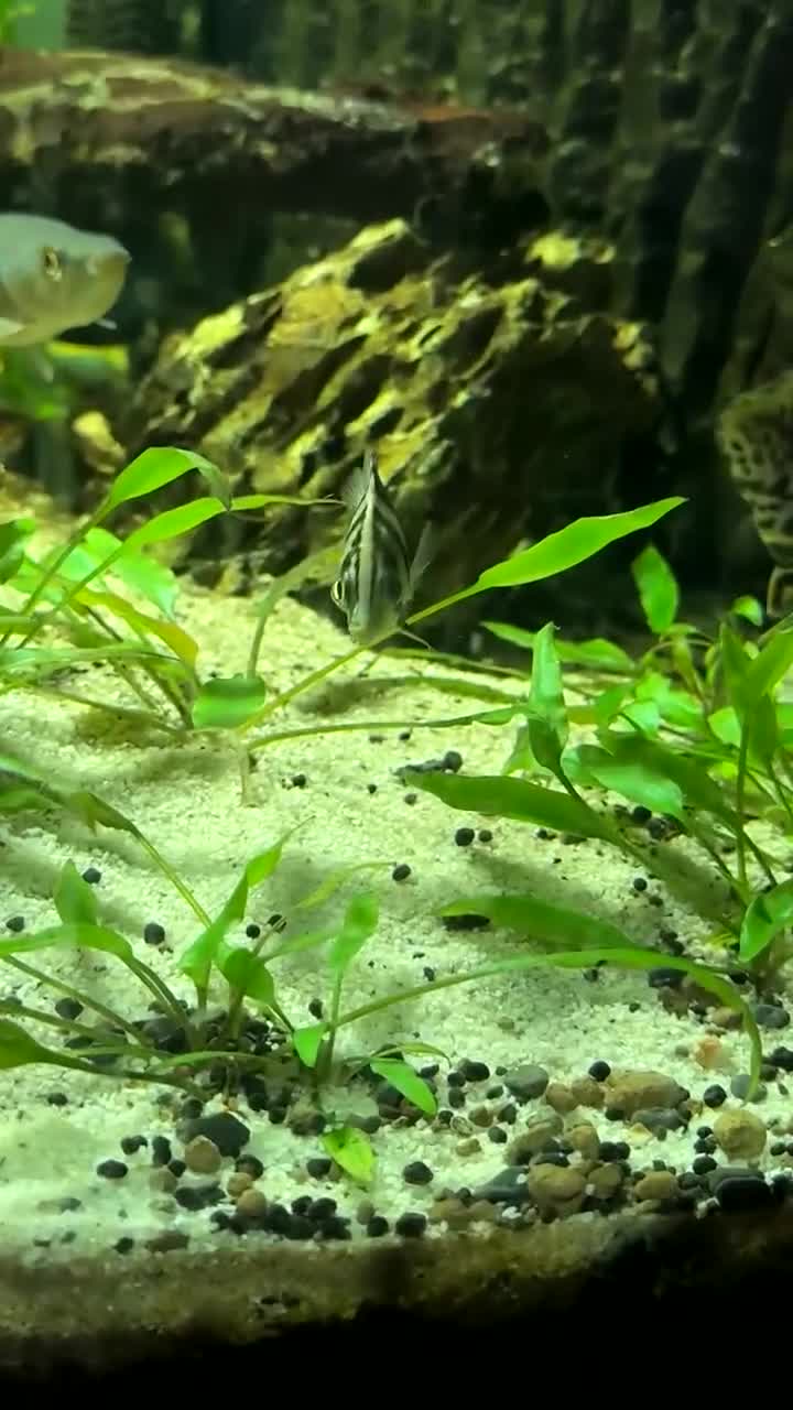 Cichlids fish for sale: Rare fish for bargain prices  - Video 2