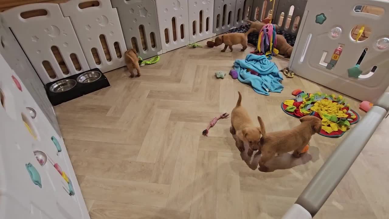 Labrador Retriever dogs for sale: ONLY 1 BEAUTIFUL KC FOX RED GIRL LAB AVAILABLE - Video 2