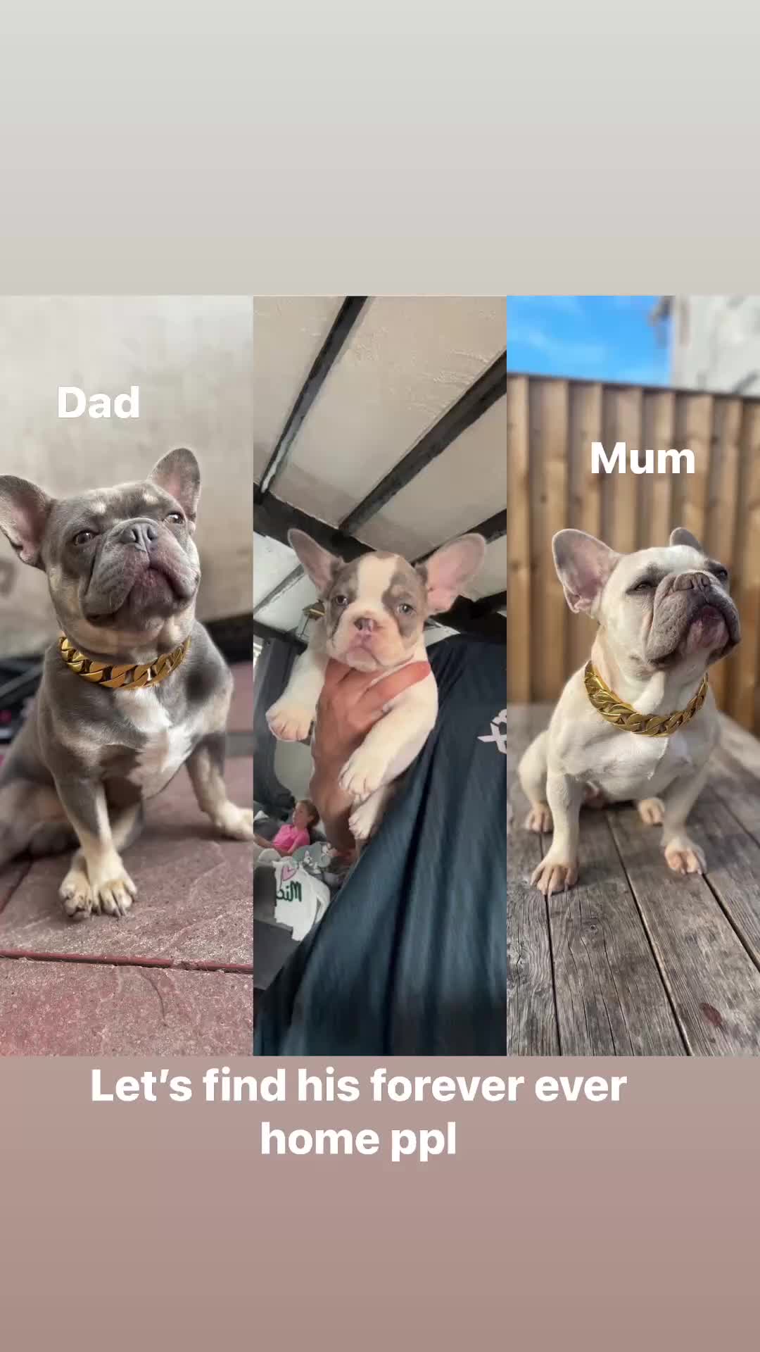 French Bulldog dogs for sale: French bull dog last 1 of 4  - Video 1