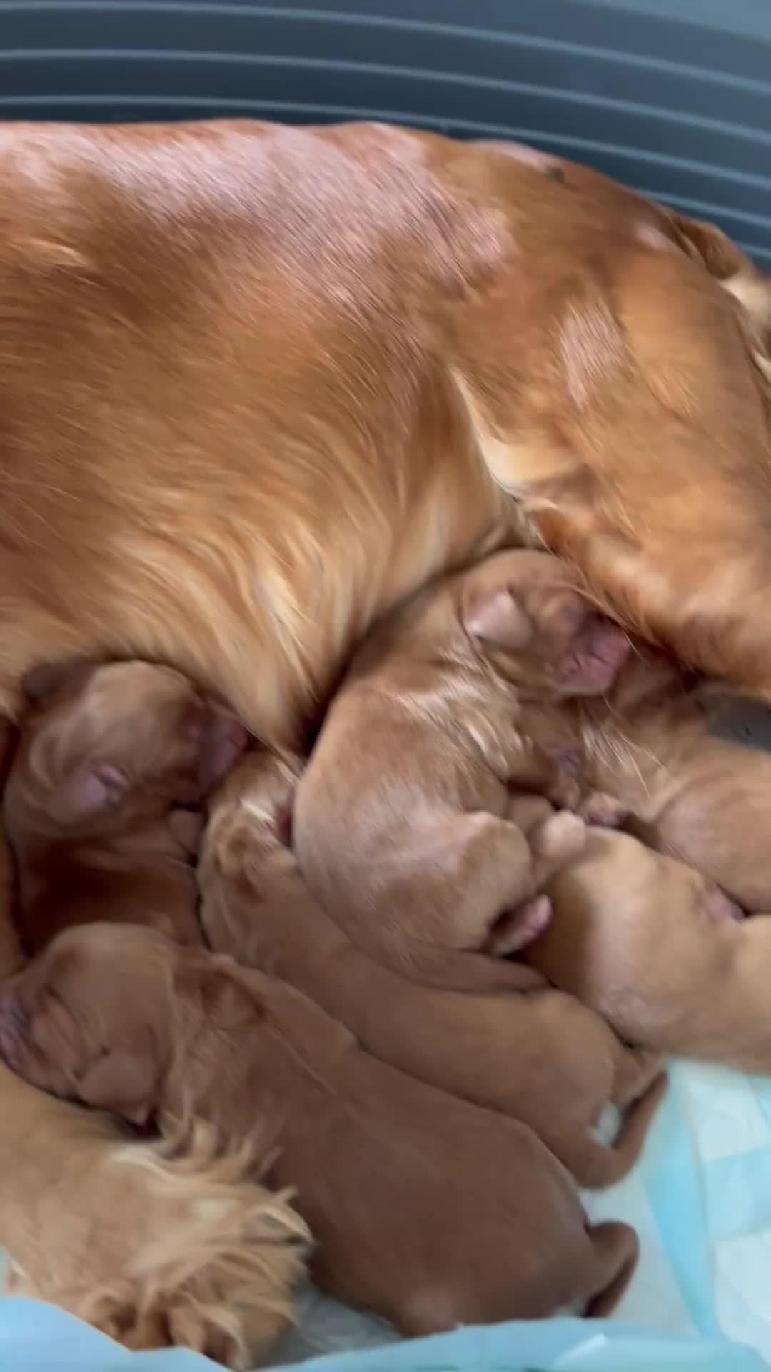 Cocker Spaniel dogs for sale: Cocker Spaniel puppies - Video 3