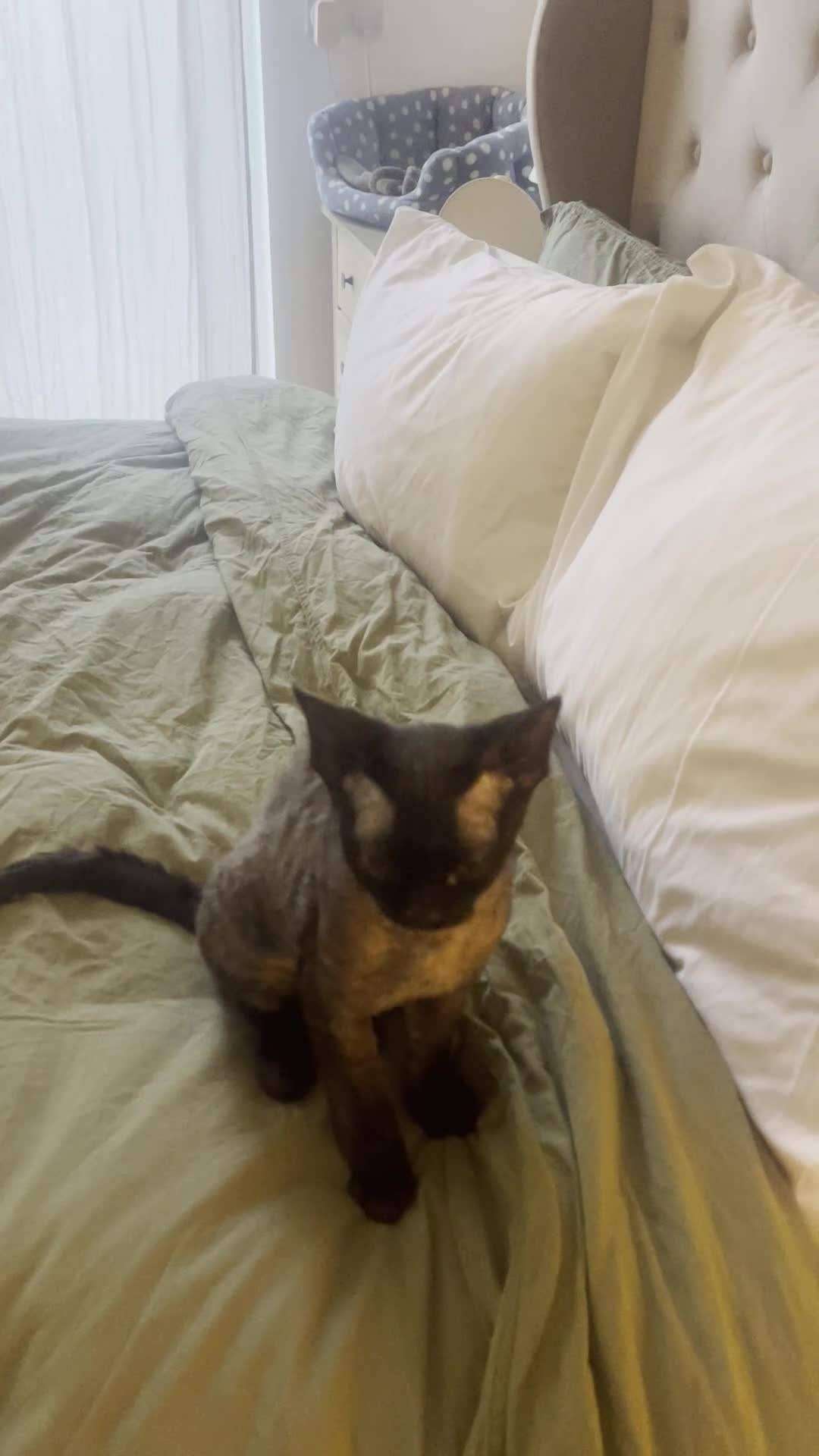 Devon Rex cats for sale: Rehoming Gizmo (devon rex kitten) - Video 1