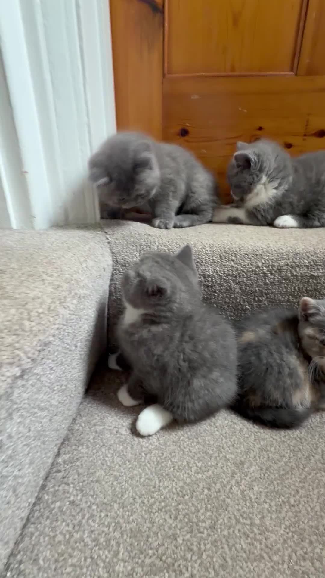 British Shorthair cats for sale: British shorthair kittens for sale  - Video 1