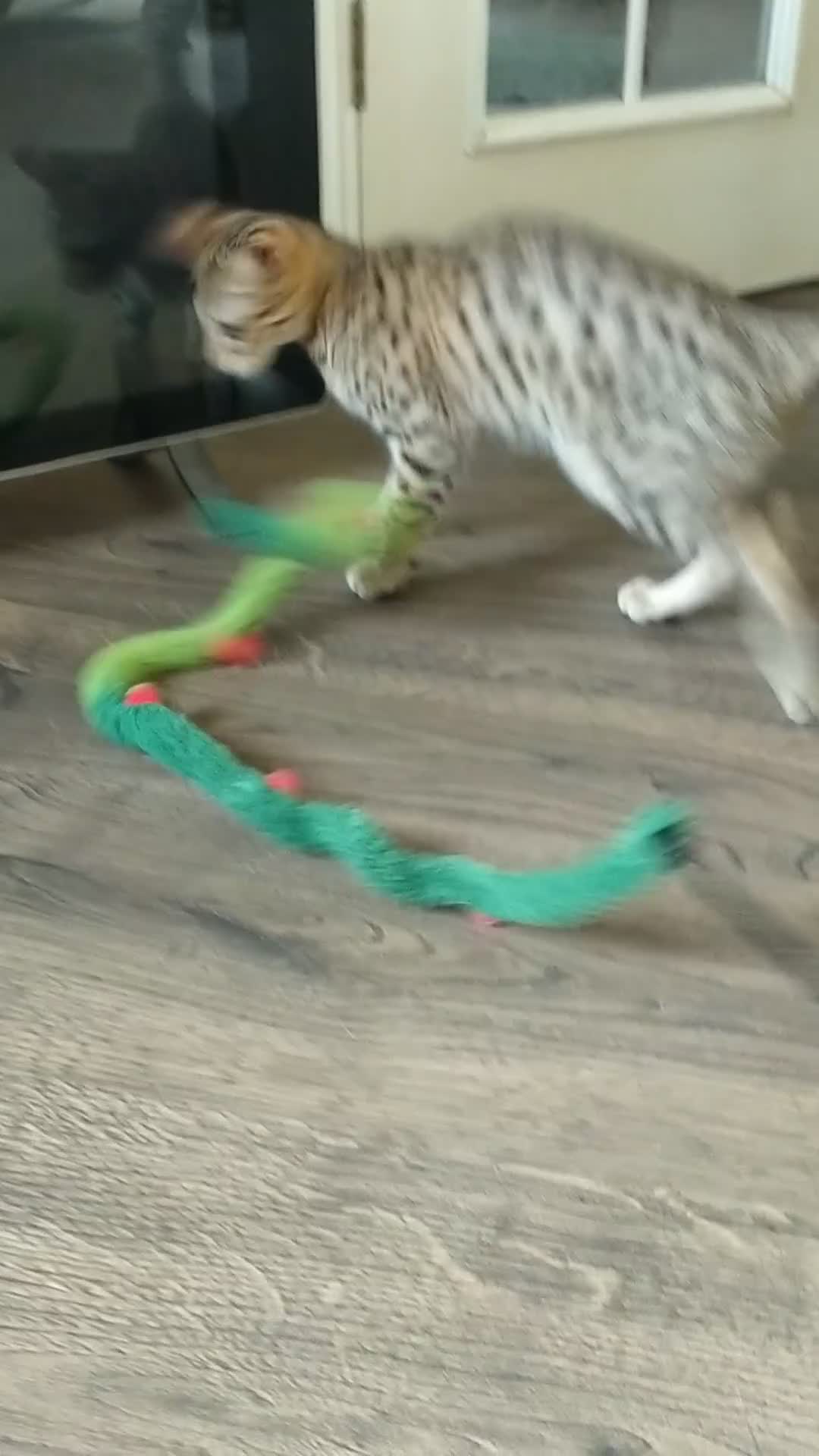 Savannah cats for sale: F3 savannah girls Tica reg + silver boy - Video 3