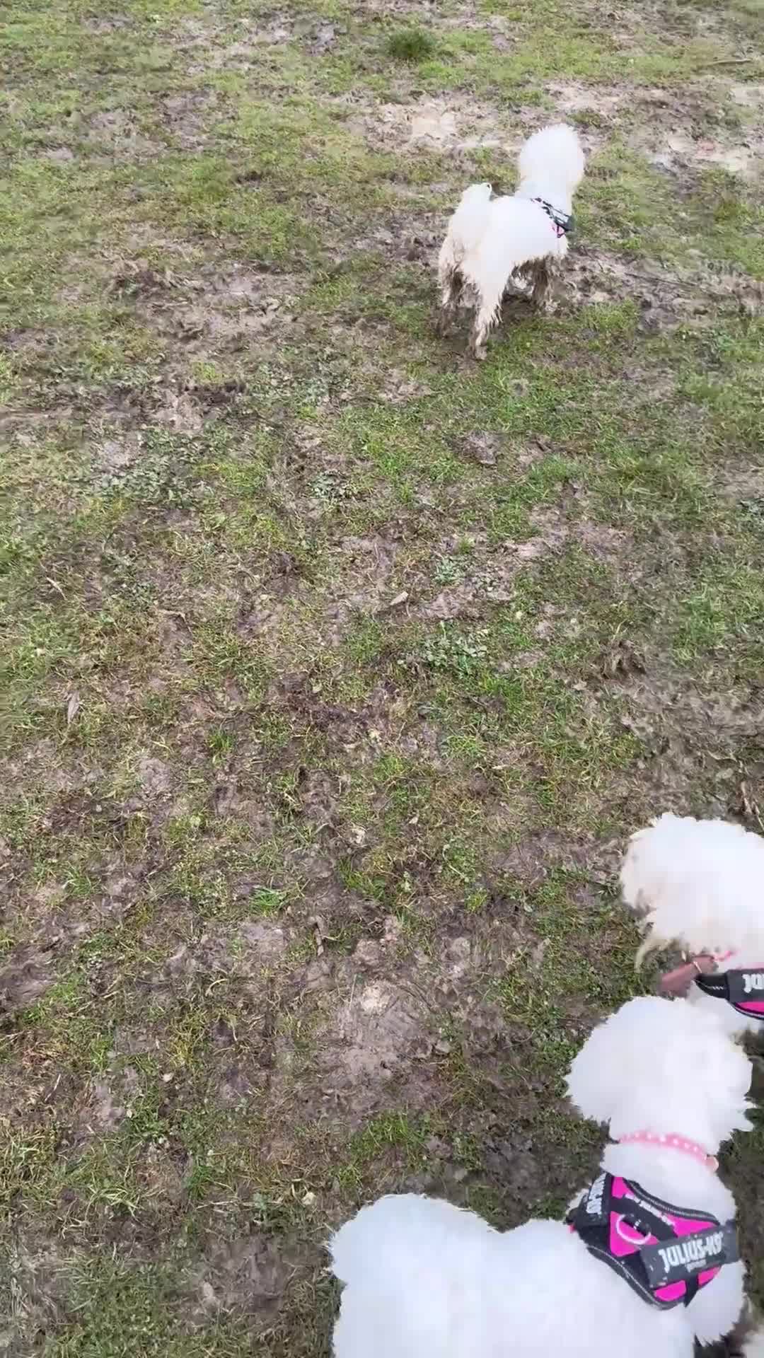 Maltese dogs for sale: 5 generation KC registered Maltese - Video 2