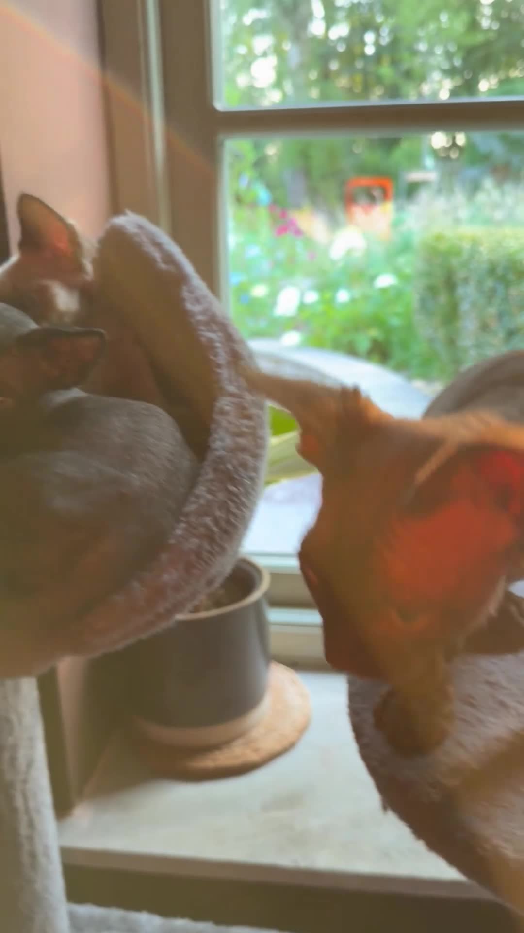 Devon Rex cats for sale: Two mischievous Devon Rex boys  - Video 1