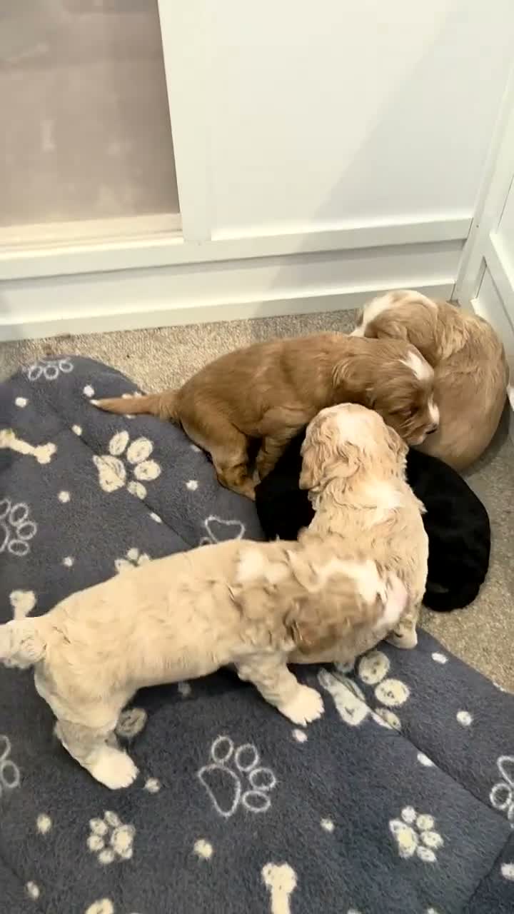 Sproodle dogs for sale: Male sproodle puppy in Rotherham - Video 2
