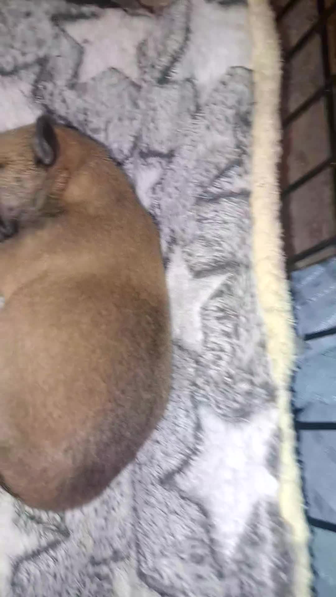 Pomchi dogs for sale: beautiful 5week old pomchi girl puppy  - Video 2