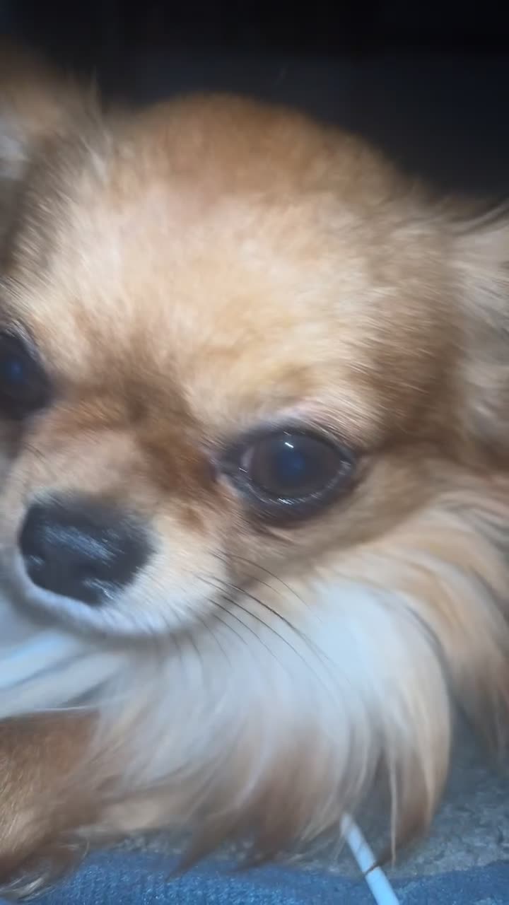 Chihuahua dogs for stud: Chihuahua For stud  in Tamworth - Video 1
