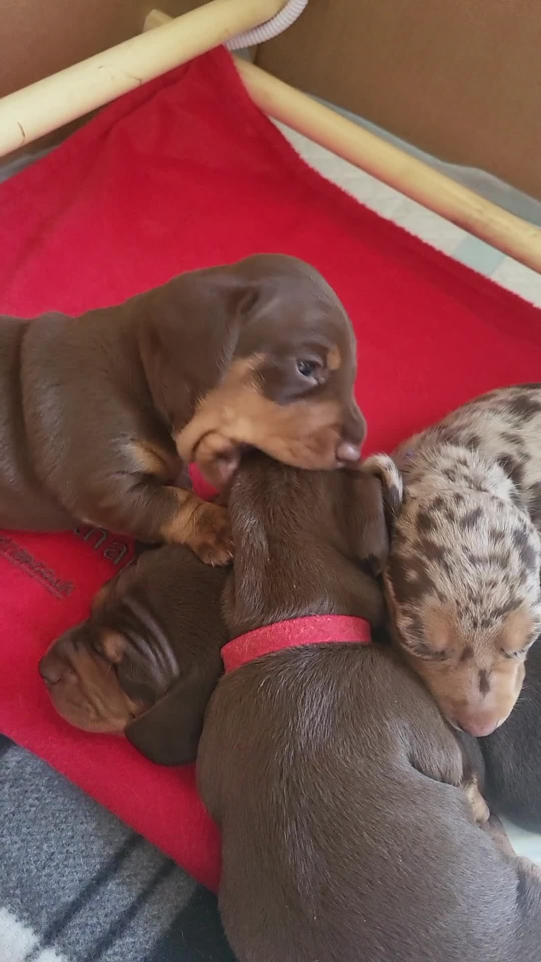 Miniature Dachshund dogs for sale: ​🐾 Beautiful Miniature Dachshund Puppies 🐾 - Video 1