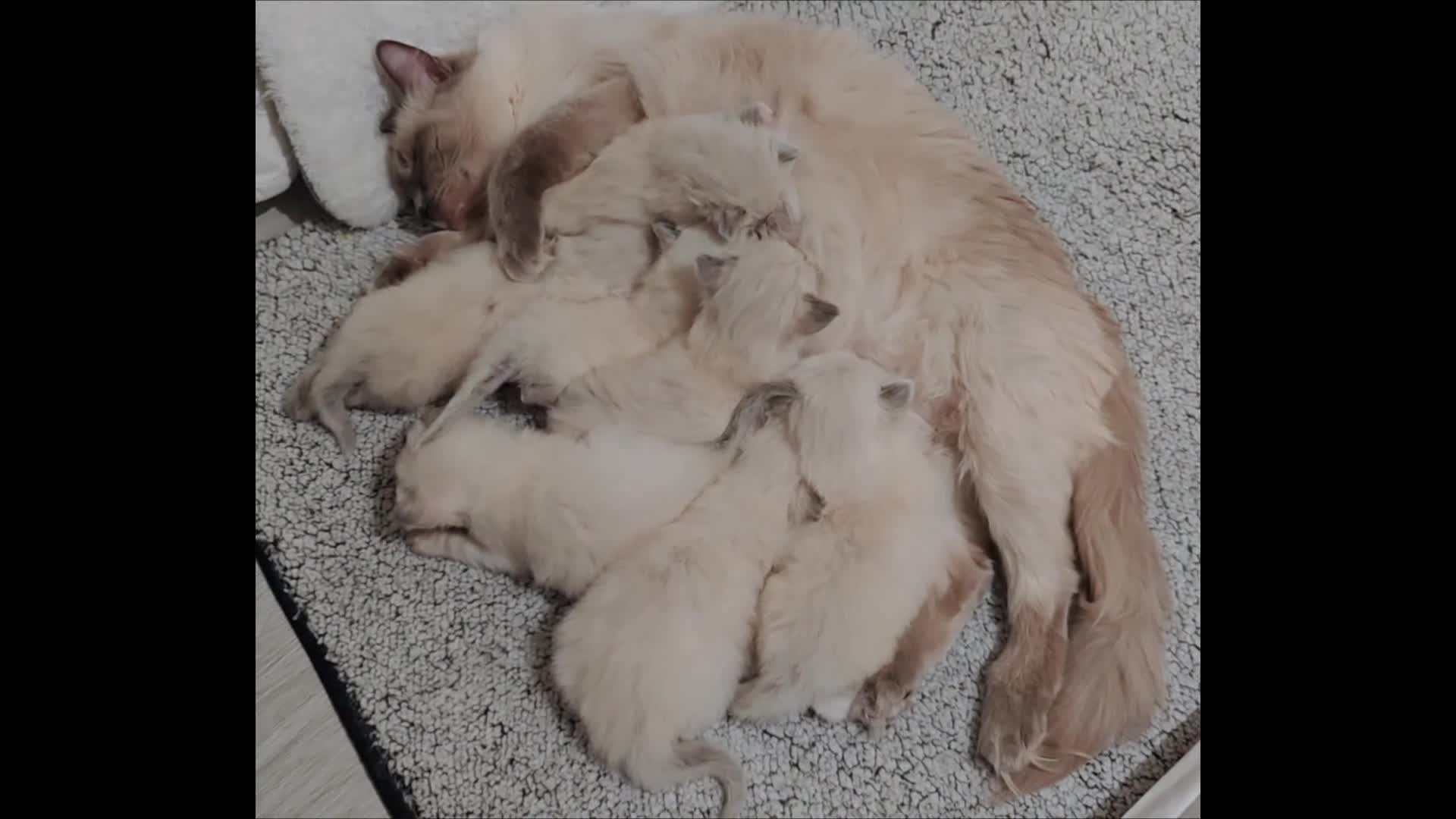 Ragdoll cats for sale: My stunning Ragdoll kittens - Video 5