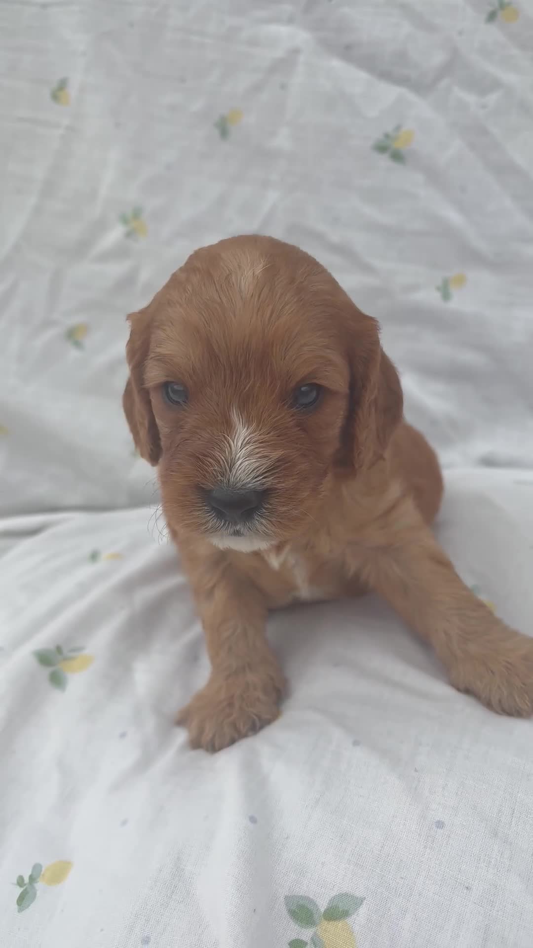 Cavapoo dogs for sale: Cavapoo Puppies Looking for their Forever Homes  - Video 1