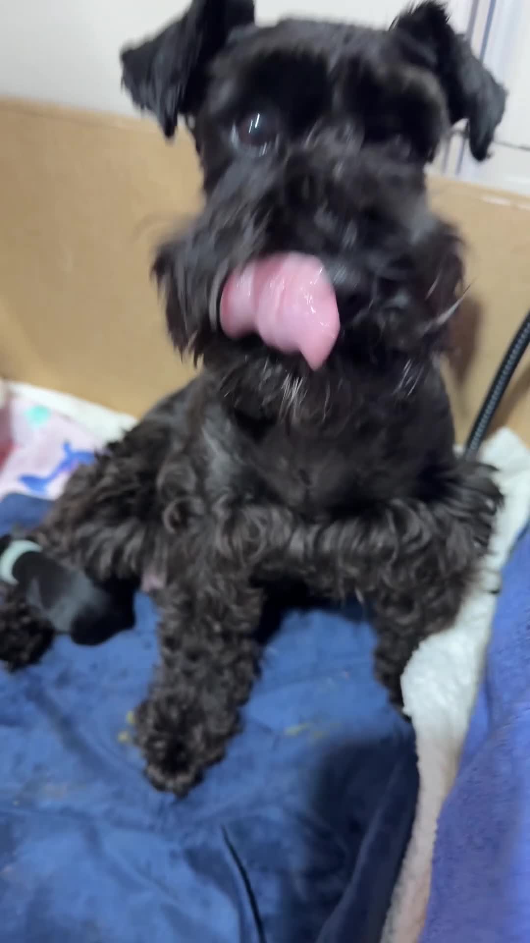 Mixed Breed dogs for sale: F1 Schnoodle Puppies all girl Litter ready March  - Video 1