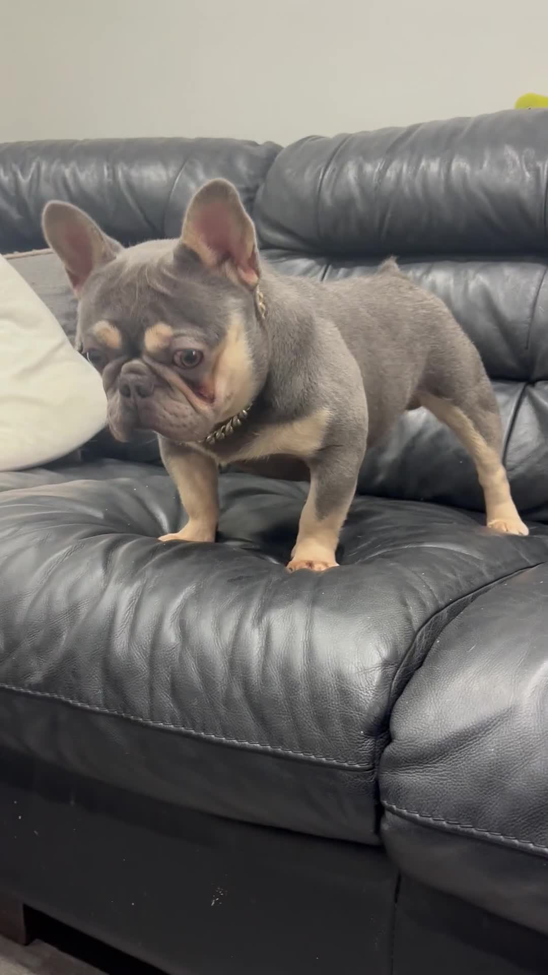 French Bulldog dogs for stud: Tiny lilac and tan stud £300 - Video 1