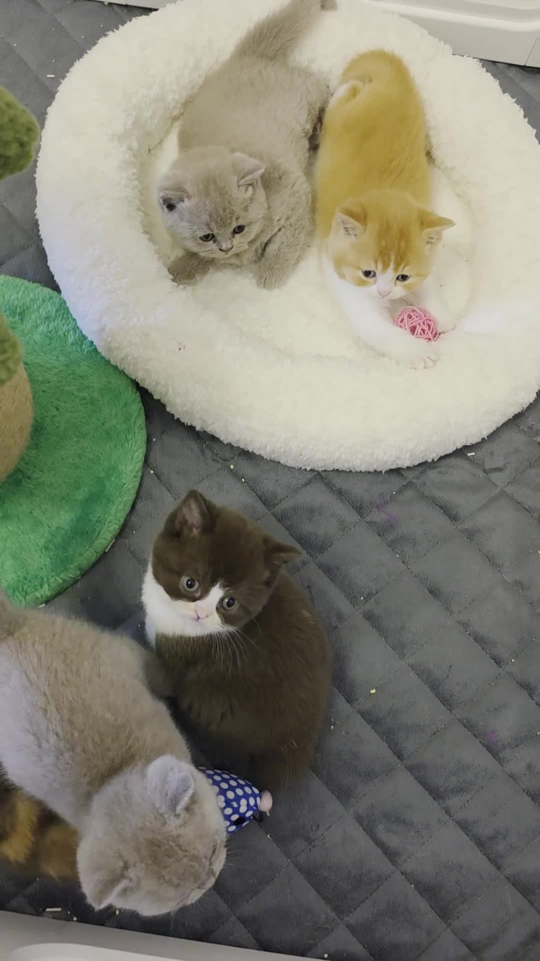 British Shorthair cats for sale: Beautiful British shorthair babies available  - Video 1