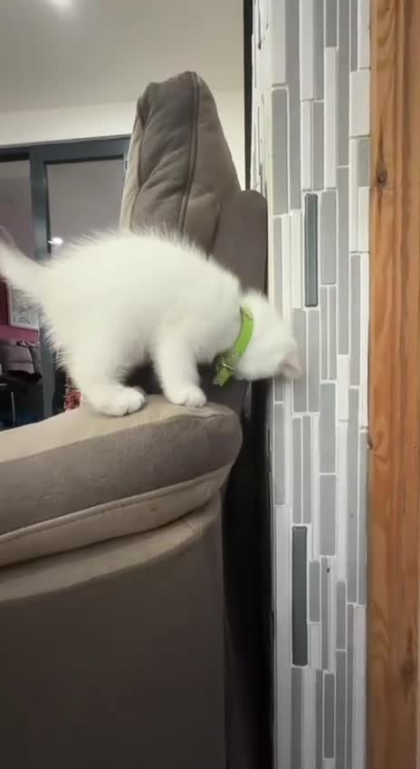 British Shorthair cats for sale: British Shorthair Kitten Golden Tipped Colourpoint - Video 1