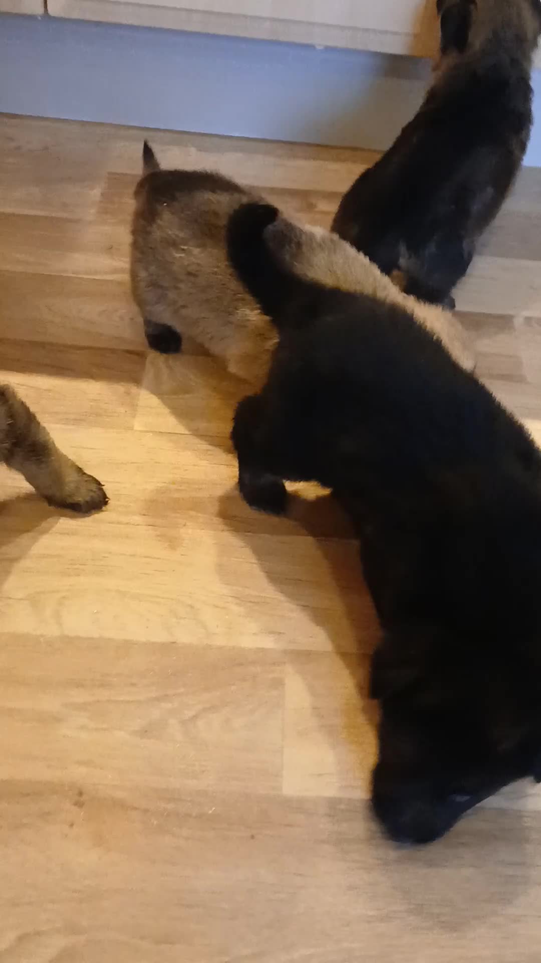 German Shepherd dogs for sale: Czech shepherd  - Video 3