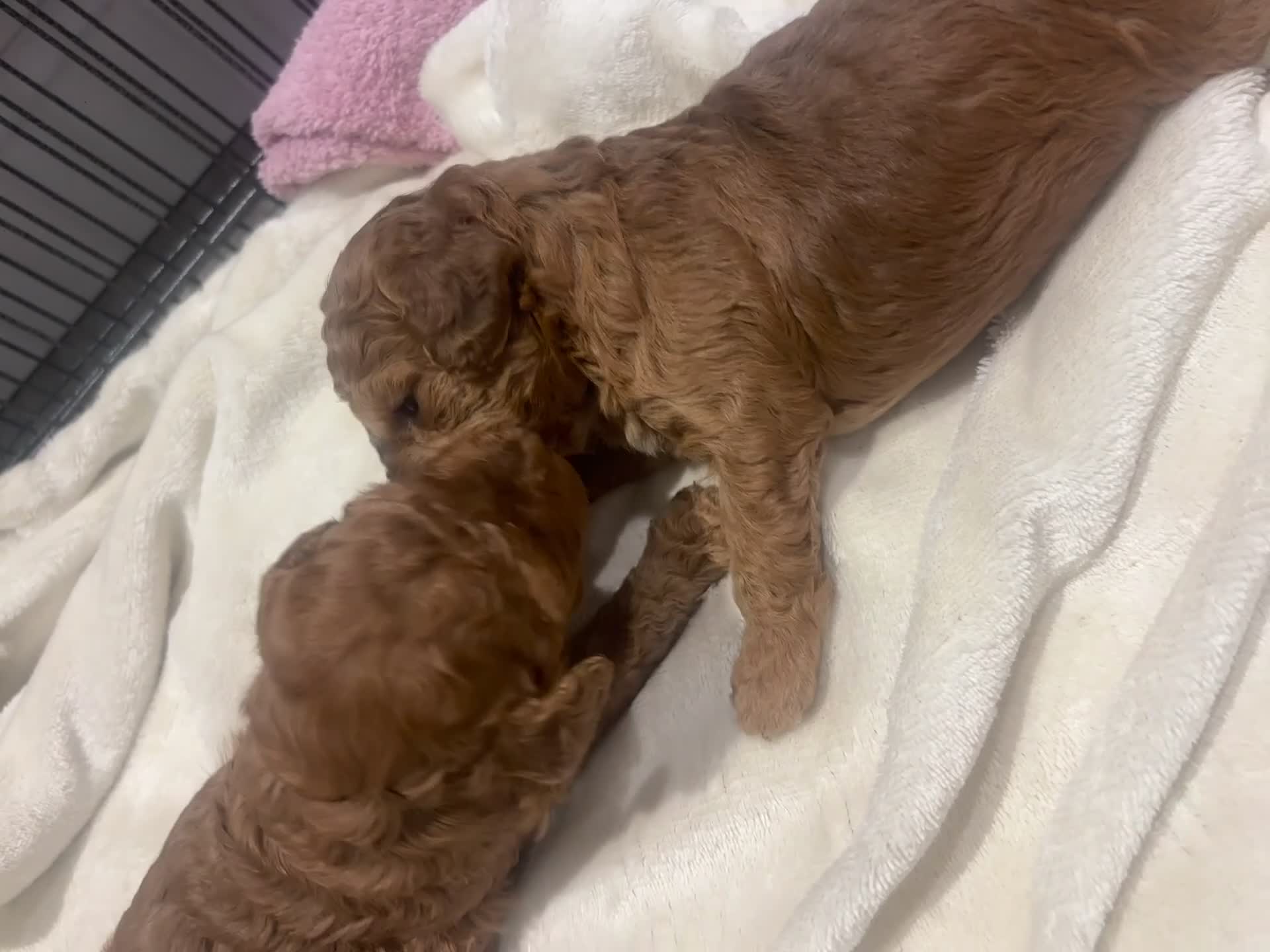 Cockapoo dogs for sale: Stunning cockapoo puppies - Video 1