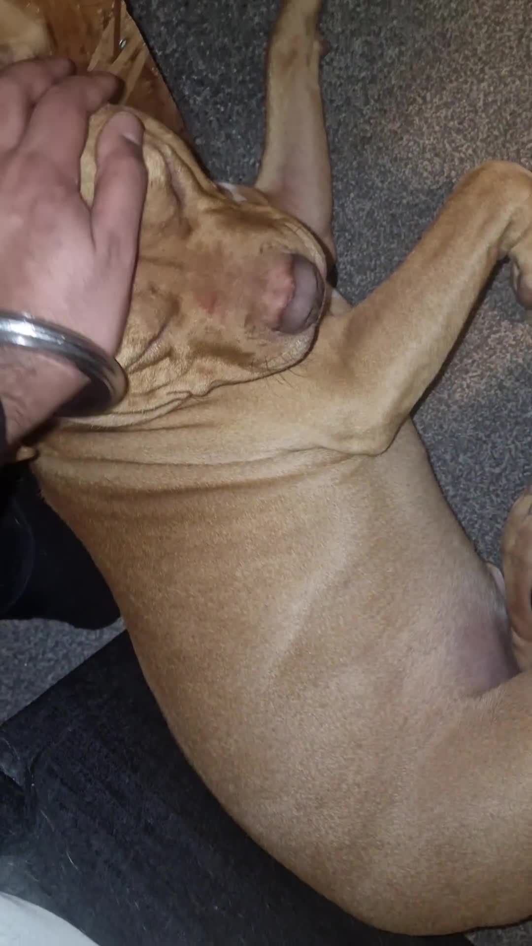 Mixed Breed dogs for sale: Loving Dog Looking for a Forever Home! - Video 5