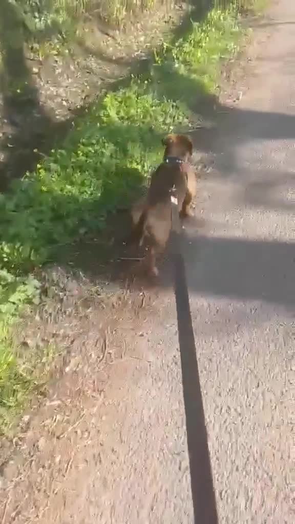 Mixed Breed dogs for adoption: Rescue boy Noodle is looking for his forever home - Video 1