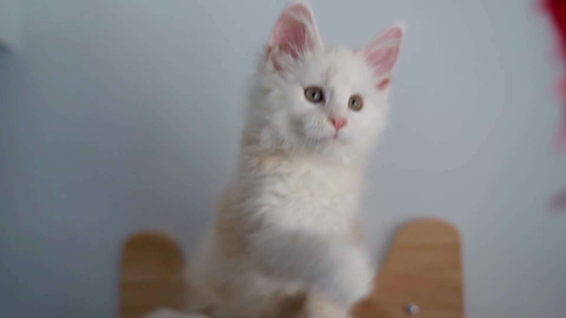Maine Coon cats for sale: Rare Red Shaded TICA Maine Coon Kittens - Video 3