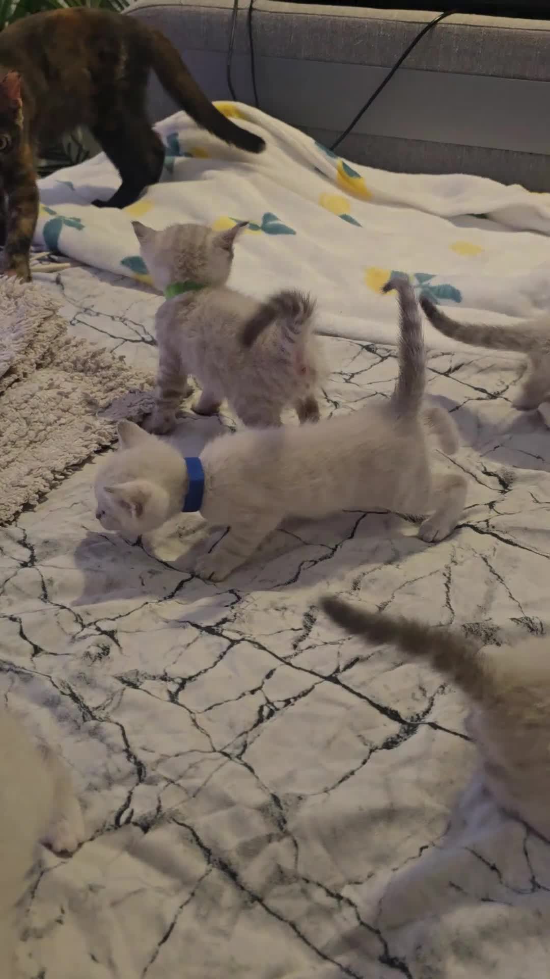 Mixed Breed cats for sale: Snow Bengal/ Ragdoll  - Video 1